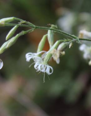 Fotografia 1 da espécie Silene italica no Jardim Botânico UTAD