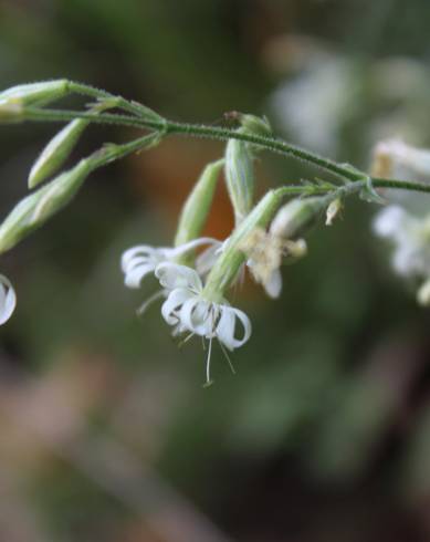 Fotografia de capa Silene italica - do Jardim Botânico