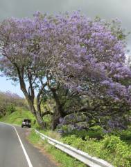 Jacaranda mimosifolia