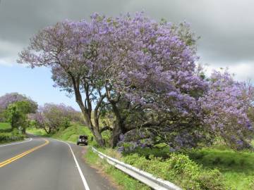 Fotografia da espécie Jacaranda mimosifolia