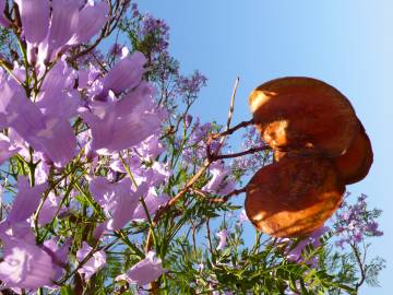 Fotografia da espécie Jacaranda mimosifolia