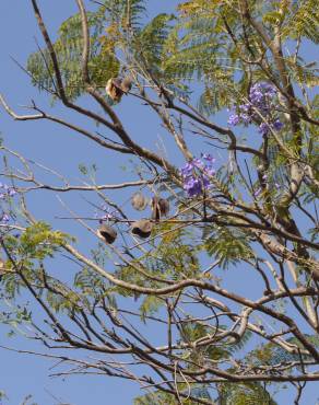 Fotografia 3 da espécie Jacaranda mimosifolia no Jardim Botânico UTAD