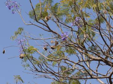 Fotografia da espécie Jacaranda mimosifolia