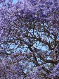 Fotografia da espécie Jacaranda mimosifolia