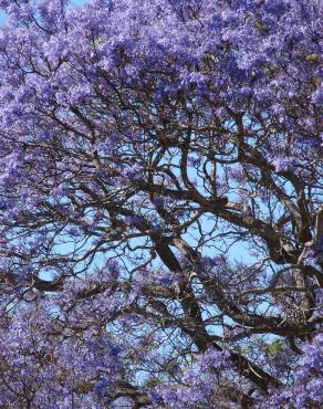 Fotografia 4 da espécie Jacaranda mimosifolia no Jardim Botânico UTAD