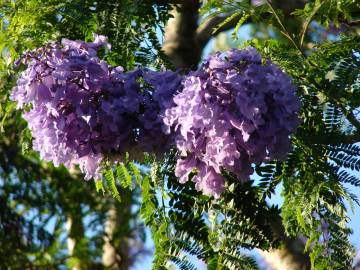 Fotografia da espécie Jacaranda mimosifolia