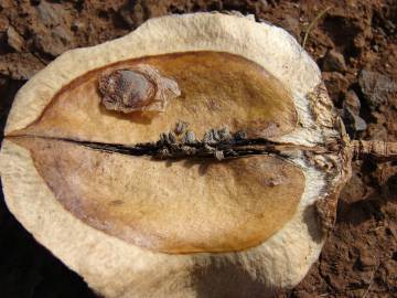 Fotografia da espécie Jacaranda mimosifolia