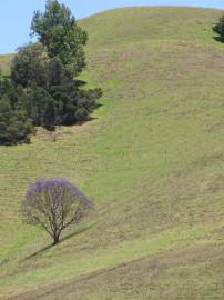 Fotografia da espécie Jacaranda mimosifolia