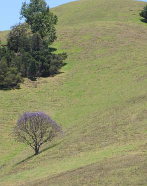 Fotografia 8 da espécie Jacaranda mimosifolia no Jardim Botânico UTAD