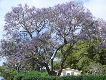 Fotografia da espécie Jacaranda mimosifolia