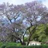 Fotografia 9 da espécie Jacaranda mimosifolia do Jardim Botânico UTAD