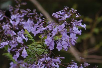 Fotografia da espécie Jacaranda mimosifolia