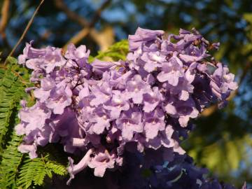 Fotografia da espécie Jacaranda mimosifolia