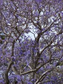 Fotografia da espécie Jacaranda mimosifolia