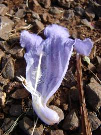 Fotografia da espécie Jacaranda mimosifolia