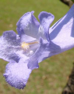 Fotografia 16 da espécie Jacaranda mimosifolia no Jardim Botânico UTAD