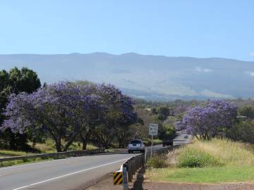 Fotografia da espécie Jacaranda mimosifolia