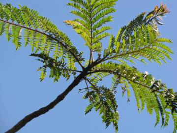 Fotografia da espécie Jacaranda mimosifolia