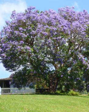 Fotografia 19 da espécie Jacaranda mimosifolia no Jardim Botânico UTAD