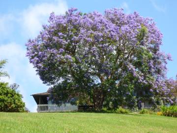 Fotografia da espécie Jacaranda mimosifolia