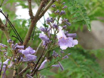 Fotografia da espécie Jacaranda mimosifolia