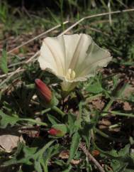 Calystegia collina