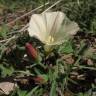 Fotografia 1 da espécie Calystegia collina do Jardim Botânico UTAD