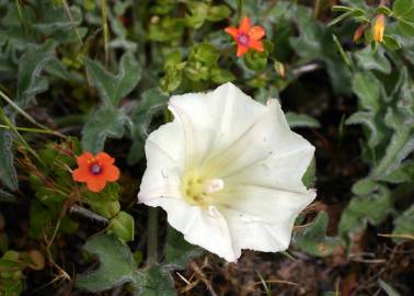 Fotografia da espécie Calystegia collina