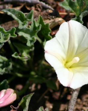 Fotografia 3 da espécie Calystegia collina no Jardim Botânico UTAD