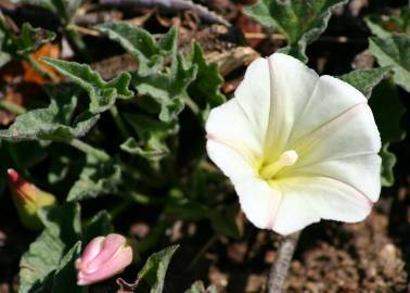 Fotografia da espécie Calystegia collina