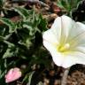 Fotografia 3 da espécie Calystegia collina do Jardim Botânico UTAD