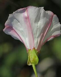 Fotografia da espécie Calystegia collina