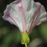 Fotografia 5 da espécie Calystegia collina do Jardim Botânico UTAD