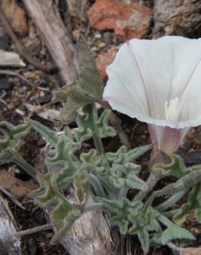 Fotografia 7 da espécie Calystegia collina no Jardim Botânico UTAD