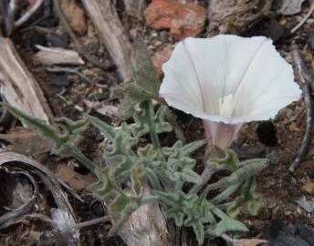 Fotografia da espécie Calystegia collina