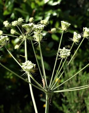 Fotografia 4 da espécie Margotia gummifera no Jardim Botânico UTAD