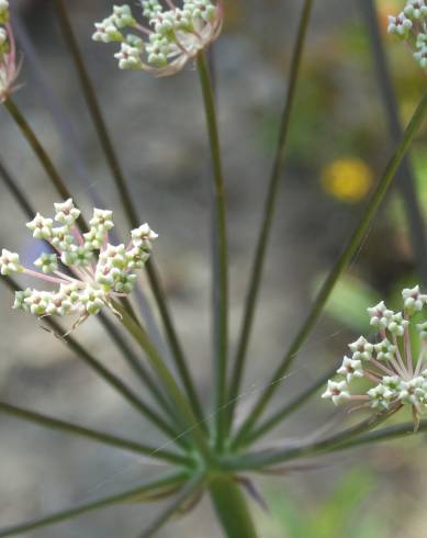 Fotografia de capa Margotia gummifera - do Jardim Botânico