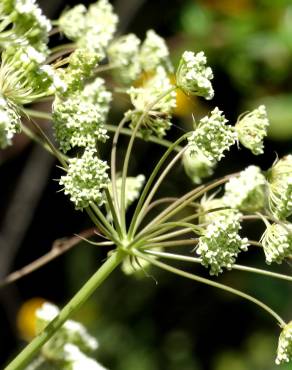 Fotografia 6 da espécie Margotia gummifera no Jardim Botânico UTAD