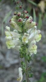 Fotografia da espécie Antirrhinum meonanthum