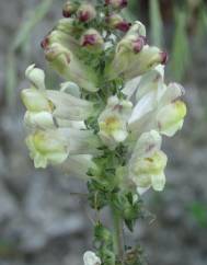 Antirrhinum meonanthum