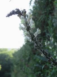 Fotografia da espécie Antirrhinum meonanthum