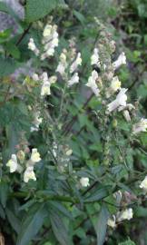 Fotografia da espécie Antirrhinum meonanthum