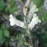Fotografia 19 da espécie Antirrhinum meonanthum do Jardim Botânico UTAD