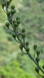 Fotografia da espécie Asphodelus serotinus