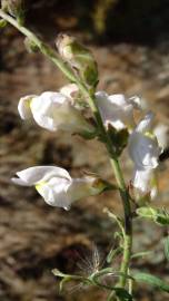 Fotografia da espécie Antirrhinum graniticum