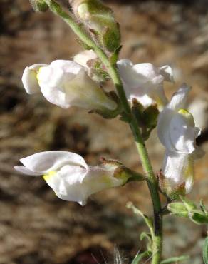 Fotografia 16 da espécie Antirrhinum graniticum no Jardim Botânico UTAD