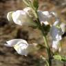 Fotografia 16 da espécie Antirrhinum graniticum do Jardim Botânico UTAD