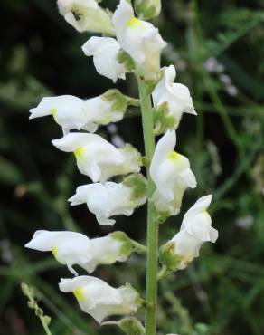 Fotografia 17 da espécie Antirrhinum graniticum no Jardim Botânico UTAD