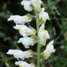 Fotografia 17 da espécie Antirrhinum graniticum do Jardim Botânico UTAD