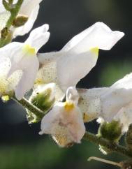 Antirrhinum graniticum